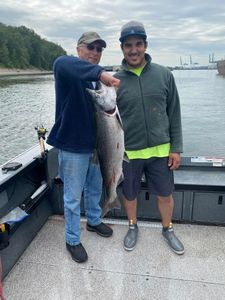A single sea trout caught in Corvallis, Oregon