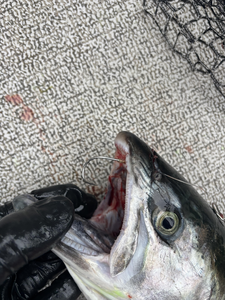 Exciting catch using trolling and drift fishing techniques in cloudy conditions.