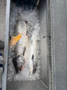 Fresh catch on ice! Great day of trolling and drift fishing with heavy and light tackle.
