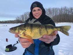 A 26-inch American Yellow Perch caught by a lone angler in MB