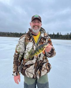 A fisherman holding a 9-inch American yellow perch in NY