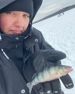 One American Yellow Perch fish caught in Saranac Lake