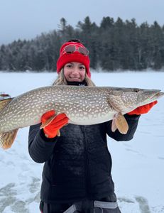 Photograph of a northern pike fish caught in New York