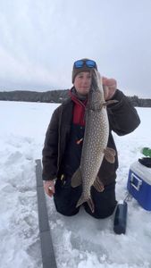 Northern Pike measuring 36 inches, caught fishing in Saranac Lake