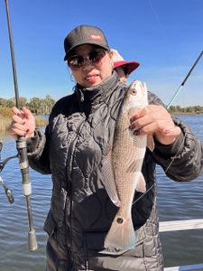 Redfish caught while fishing in Bagdad FL
