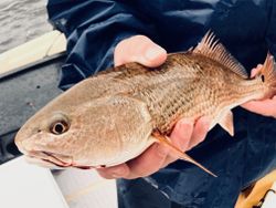Redfish being held on fishing charter boat in Bagdad FL