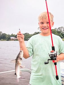 Hardhead sea catfish caught while fishing in Bagdad FL