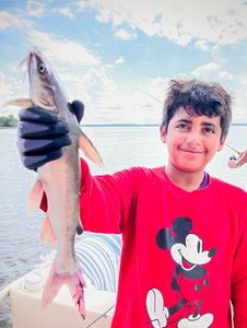 Hardhead sea catfish catch from Bagdad FL fishing trip