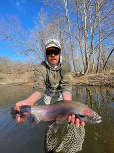 Spawned out Steelhead in Erie Pennsylvania 