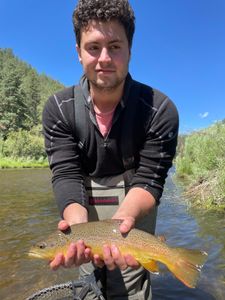 Colorado Trout Fishing What That Vise Do