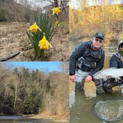 Chinook Salmon caught while fishing in PA