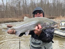 Steelhead Trout in Erie, PA