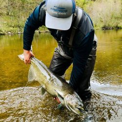 Great Lakes Salmon