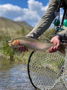 A rainbow trout caught in Pittsburgh