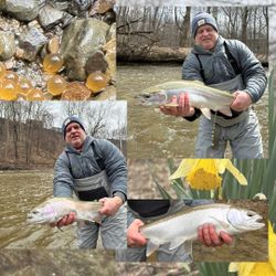 Three Coho Salmon, 26 inches long, caught while fishing in Pittsburgh