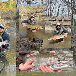 3 rainbow trout caught in PA