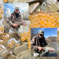 Two rainbow trout caught while fishing in PA