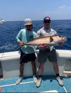 Longfin Yellowtail, a 30-inch fish caught fishing in TX