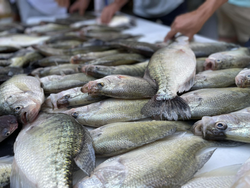 4 fish caught while fishing in the Mississippi