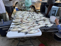 four fish caught in ms while fishing