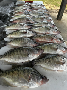 8 fish caught while fishing in MS