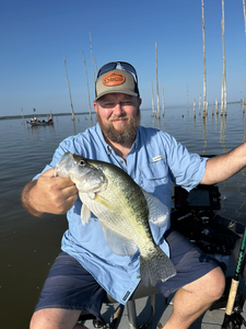 A White crappie fish caught in Mississippi