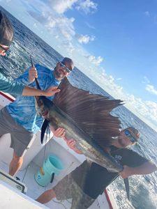 Massive sailfish catch!