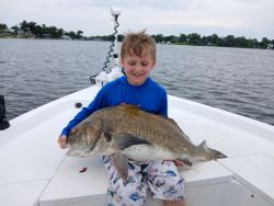 Black drum fish caught while fishing in Florida