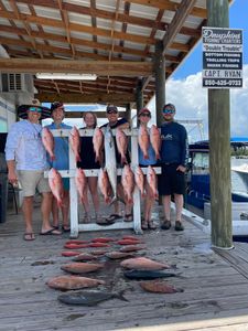 Four Greater Amberjack fish caught fishing in Panama City Beach