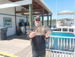 Two sheepshead and spanish mackerel fish caught while fishing in Florida