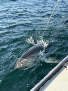 Caught this big guy while fishing out on the open water.