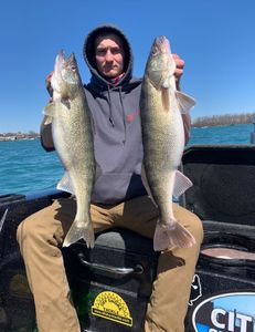 Two pike-perch and walleye fish, 28 inches long, caught in MI