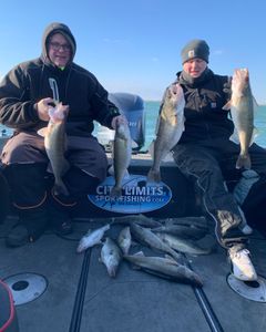 7 golden perch and walleye fish caught in MI