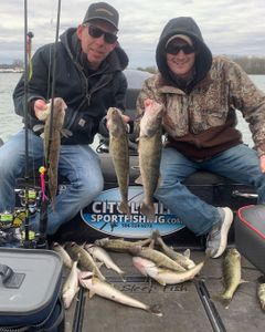 8 Walleye fish caught while fishing in MI