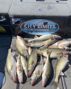 Seven Squeteague and Sauger fish caught in Clarkston