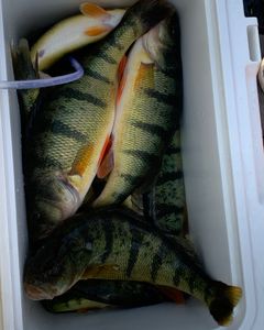 Two fish caught while fishing in MI
