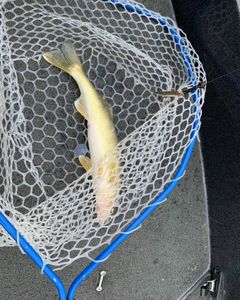 Fishing in Clarkston