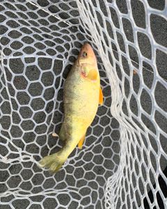 Fishing in MI
