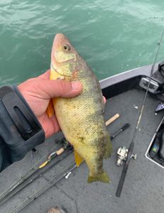 Angler fishing in Clarkston