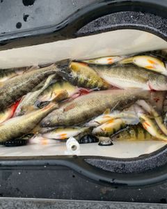Five fish caught in Clarkston during fishing