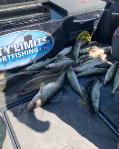 Two sauger fish caught while fishing in MI