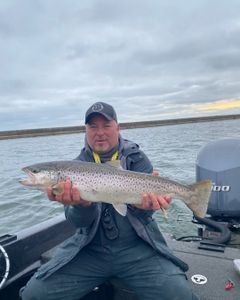 A sea trout measuring 28 inches caught in Clarkston