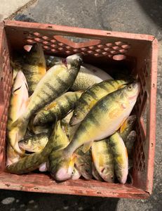 Four fish caught while fishing in Michigan