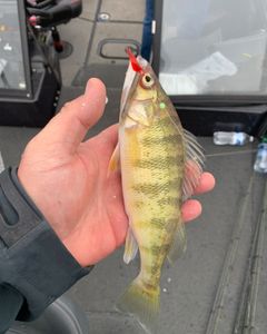 Fishing in MI