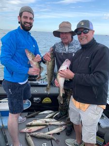 4 walleye fish caught during fishing trip in Clarkston