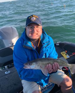 A lone walleye fish caught in Clarkston