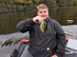 Bluegill fish caught during fishing in Foxburg