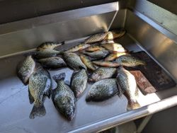 7 crappie and american yellow perch in PA