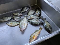8 crappie fish caught fishing in PA