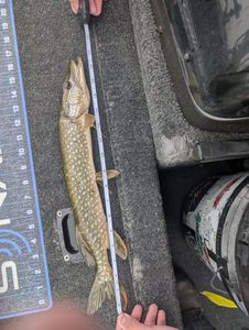 Northern Pike fish caught in PA